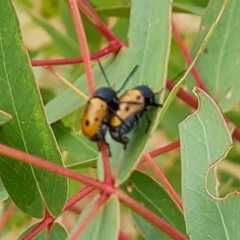 Cadmus (Cadmus) litigiosus (Leaf beetle) at Wambrook, NSW - 23 Mar 2023 by Mike