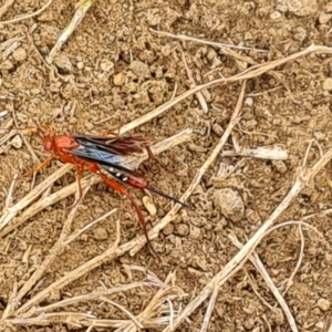 Lissopimpla excelsa at Wambrook, NSW - 23 Mar 2023