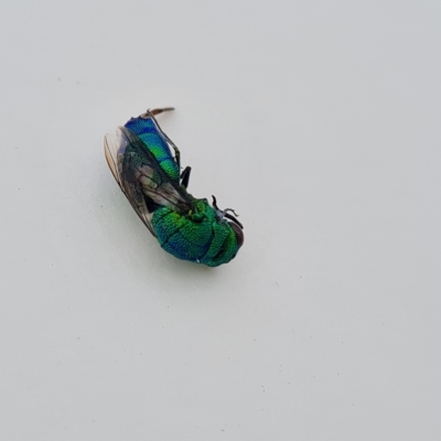 Praestochrysis sp. (genus) (Cuckoo wasp) at Wambrook, NSW - 23 Mar 2023 by Mike