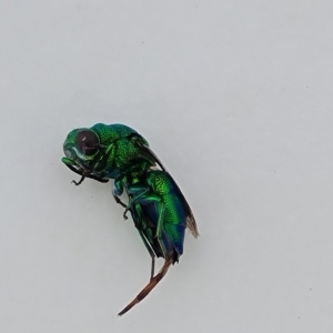 Praestochrysis sp. (genus) at Wambrook, NSW - 23 Mar 2023