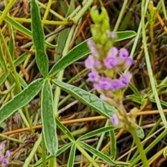 Cullen tenax (Tough Scurf-Pea) at Wambrook, NSW - 23 Mar 2023 by Mike