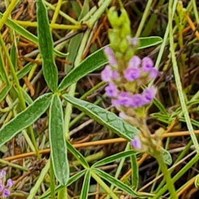 Cullen tenax (Tough Scurf-Pea) at Wambrook, NSW - 23 Mar 2023 by Mike
