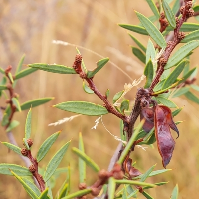 Acacia siculiformis (Dagger Wattle) at Wambrook, NSW - 23 Mar 2023 by Mike