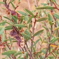 Acacia siculiformis at Wambrook, NSW - 23 Mar 2023