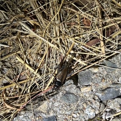 Unidentified Cricket (Orthoptera, several families) at Holt, ACT - 22 Mar 2023 by JimL