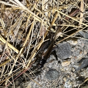 Unidentified at suppressed - 22 Mar 2023