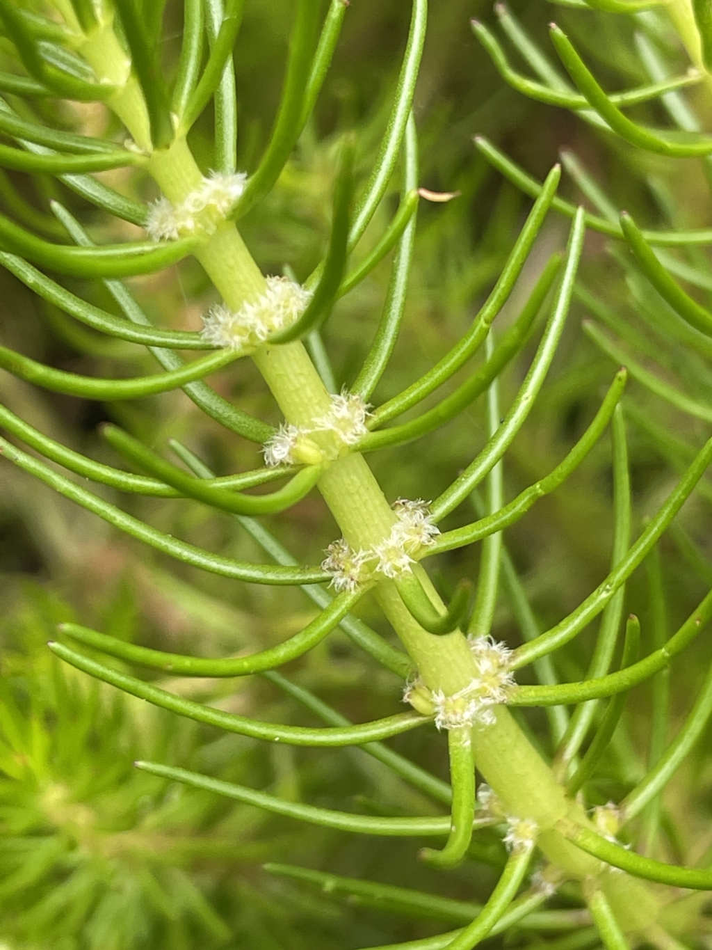 Myriophyllum variifolium at Braidwood, NSW - 22 Mar 2023