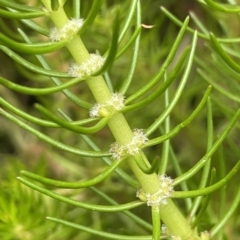 Myriophyllum variifolium (Varied Water-milfoil) at Braidwood, NSW - 22 Mar 2023 by JaneR