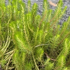 Myriophyllum variifolium at Braidwood, NSW - 22 Mar 2023 01:23 PM