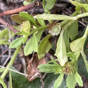 Centipeda elatinoides at Krawarree, NSW - 22 Mar 2023