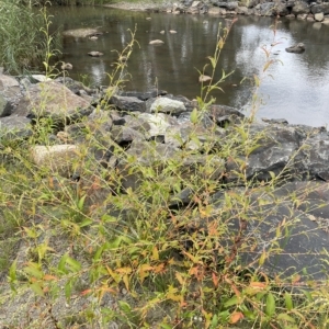 Persicaria hydropiper at Bendoura, NSW - 22 Mar 2023 02:05 PM