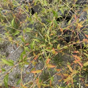 Persicaria hydropiper at Bendoura, NSW - 22 Mar 2023 02:05 PM