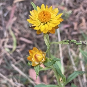 Xerochrysum bracteatum at Krawarree, NSW - 22 Mar 2023 04:37 PM