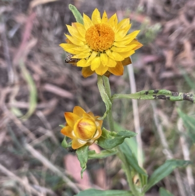 Xerochrysum bracteatum (Golden Everlasting) at Krawarree, NSW - 22 Mar 2023 by JaneR