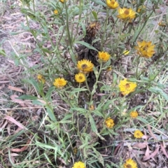 Xerochrysum bracteatum at Krawarree, NSW - 22 Mar 2023