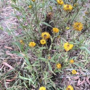 Xerochrysum bracteatum at Krawarree, NSW - 22 Mar 2023