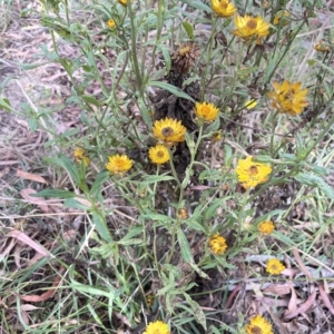 Xerochrysum bracteatum at Krawarree, NSW - 22 Mar 2023 04:37 PM