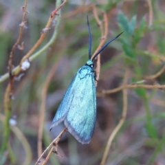 Pollanisus viridipulverulenta (Satin-green Forester) at Kambah, ACT - 22 Mar 2023 by MatthewFrawley