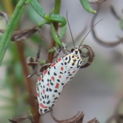 Utetheisa pulchelloides (Heliotrope Moth) at Kambah, ACT - 22 Mar 2023 by MatthewFrawley