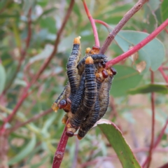 Perginae sp. (subfamily) (Unidentified pergine sawfly) at Kambah, ACT - 22 Mar 2023 by MatthewFrawley