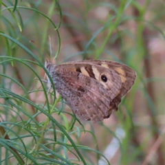 Geitoneura klugii (Marbled Xenica) at Kambah, ACT - 22 Mar 2023 by MatthewFrawley