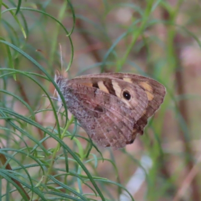 Geitoneura klugii (Marbled Xenica) at Mount Taylor - 22 Mar 2023 by MatthewFrawley