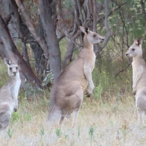 Macropus giganteus at Undefined Area - 22 Mar 2023