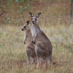 Macropus giganteus at Undefined Area - 22 Mar 2023