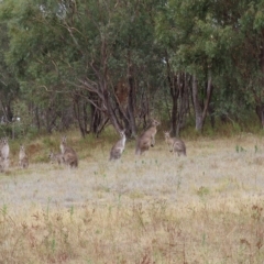 Macropus giganteus at Undefined Area - 22 Mar 2023