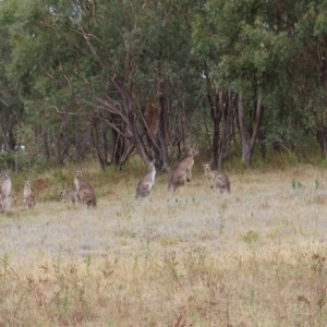 Macropus giganteus at Undefined Area - 22 Mar 2023