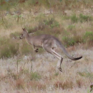 Macropus giganteus at Undefined Area - 22 Mar 2023