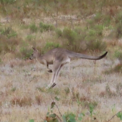 Macropus giganteus at Undefined Area - 22 Mar 2023