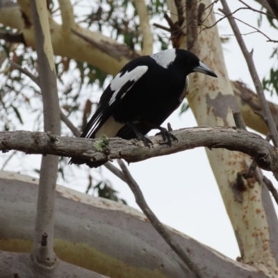 Gymnorhina tibicen (Australian Magpie) at Mount Taylor - 22 Mar 2023 by MatthewFrawley
