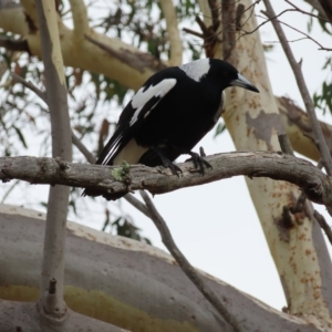 Gymnorhina tibicen (Australian Magpie) at Kambah, ACT by MatthewFrawley