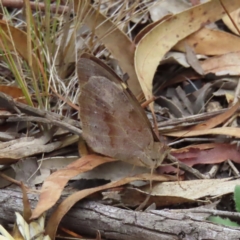 Heteronympha merope (Common Brown) at Kambah, ACT - 22 Mar 2023 by MatthewFrawley