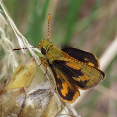 Ocybadistes walkeri (Green Grass-dart) at Kambah, ACT - 22 Mar 2023 by MatthewFrawley