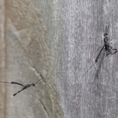 Gasteruptiidae (Family) (Carrot Wasps) at Wellington Point, QLD - 18 Mar 2023 by TimL