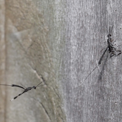 Unidentified Parasitic wasp (numerous families) at Wellington Point, QLD - 18 Mar 2023 by TimL