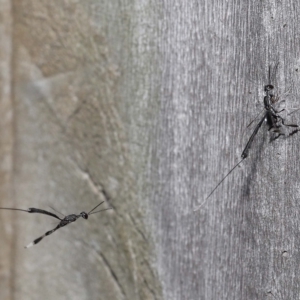 Unidentified Parasitic wasp (numerous families) (TBC) at suppressed by TimL