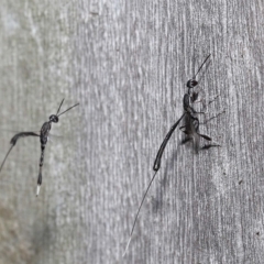 Gasteruptiidae (Family) at suppressed - suppressed