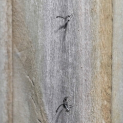 Gasteruptiidae (Family) at suppressed - suppressed