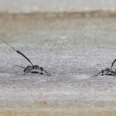 Gasteruptiidae (Family) at suppressed - suppressed