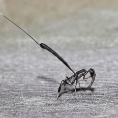 Unidentified Parasitic wasp (numerous families) (TBC) at Wellington Point, QLD - 18 Mar 2023 by TimL