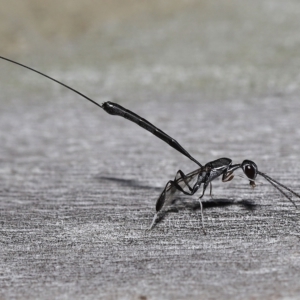 Gasteruptiidae (Family) at suppressed - suppressed