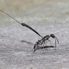 Gasteruptiidae (Family) at suppressed - suppressed