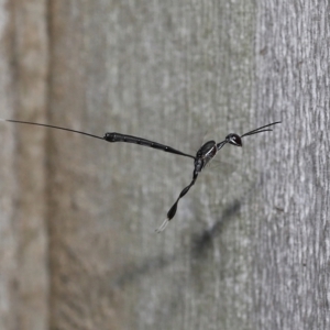 Gasteruptiidae (Family) at suppressed - suppressed