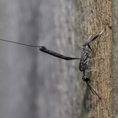 Gasteruptiidae (Family) at suppressed - suppressed