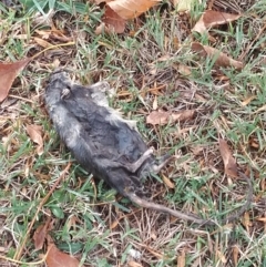 Rattus rattus (Black Rat) at Deakin, ACT - 24 Mar 2023 by Sam_