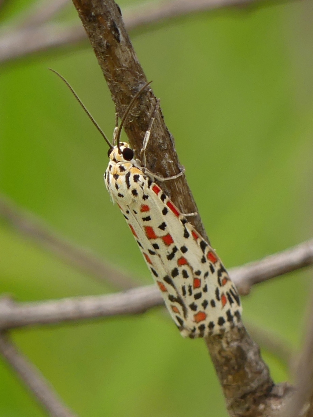 Utetheisa pulchelloides at Braemar, NSW - 12 Mar 2023