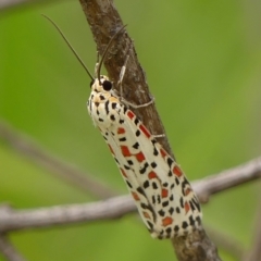 Utetheisa pulchelloides (Heliotrope Moth) at Braemar, NSW - 12 Mar 2023 by Curiosity